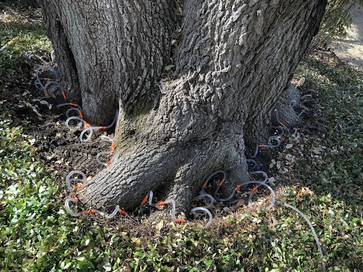 Detailed Tree Cabling and Bracing job site in Monkton