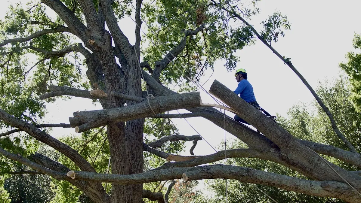 Professional Crown Thinning performed by certified arborists in Monkton